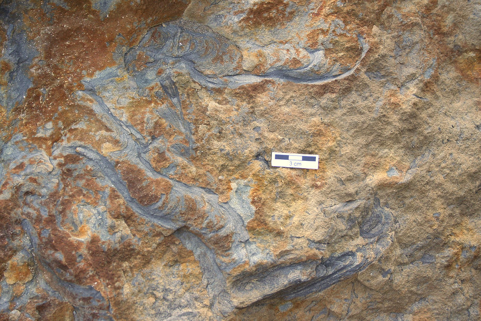Example of Rhizocorallium - Image by M.C Rygel