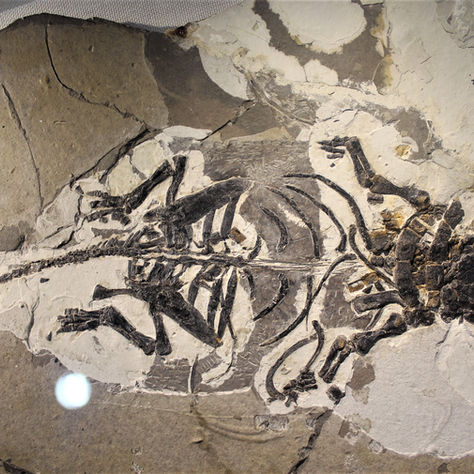 Daily Fossil Coast News Roundup - December 19th 2025