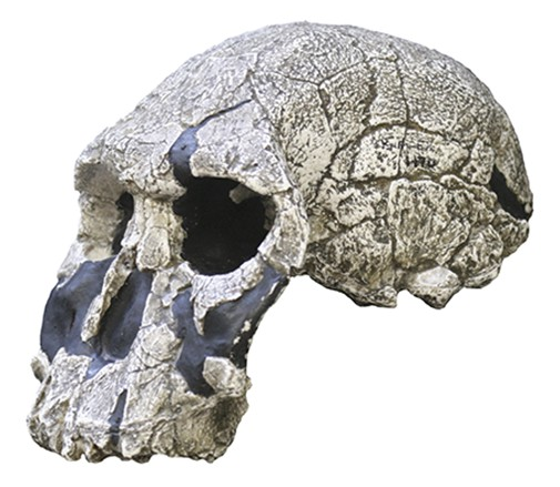Reconstruction of a skull of Homo rudolfensis from Kenya - Image by Jack Hawkins