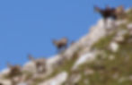Champois on an Alpine Hillslope - Image by Paul Hermans