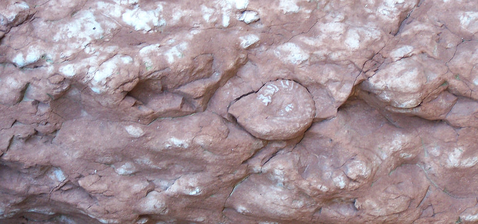 Example of Ammonitico Rosso Limestone - Image by Woudloper