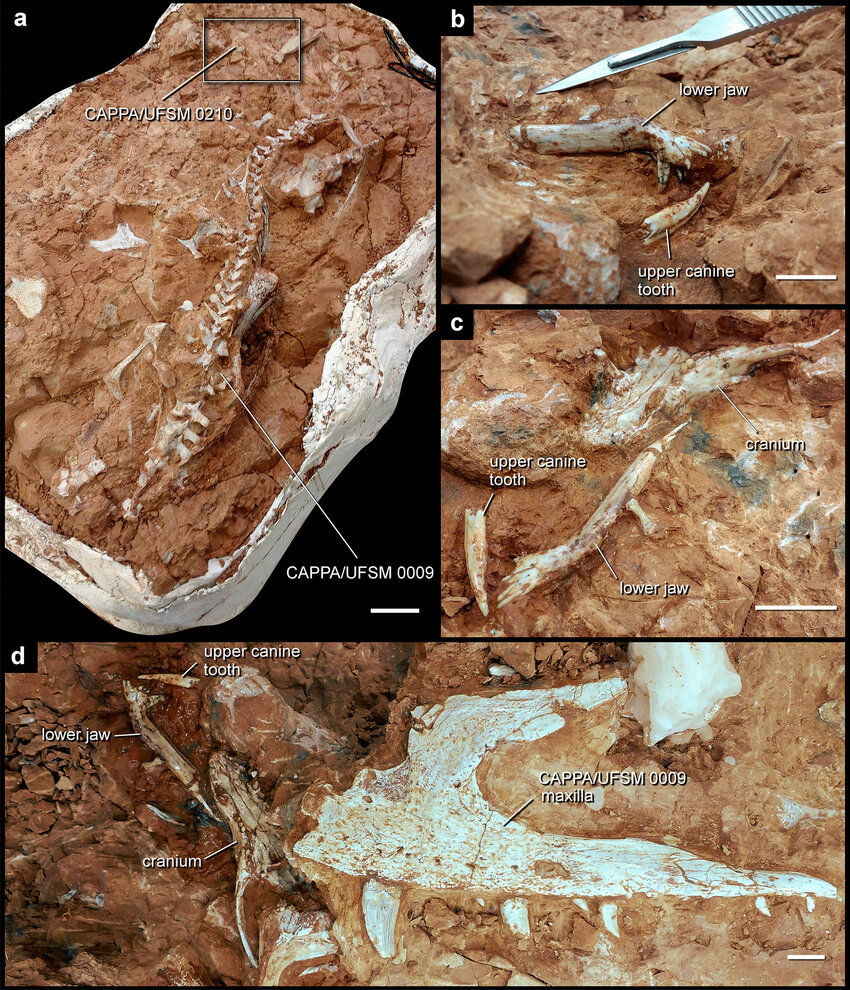 Rock block with the fossil skeleton of Gnathovorax cabreirai – Image by Pacheco et al