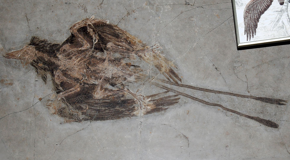 Example of Confuciusornis - Image by Naturhistorisches Museum Wien