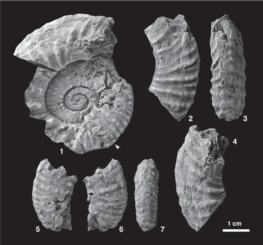 Example of the ammonite Balatonites sp - Image by Yasunari Shigeta