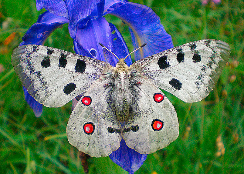Example of the Apollo Butterfly (Parnassius apollo) - Image by Hinox