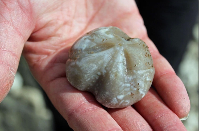 A Fossil of an Echinoid from White Nothe