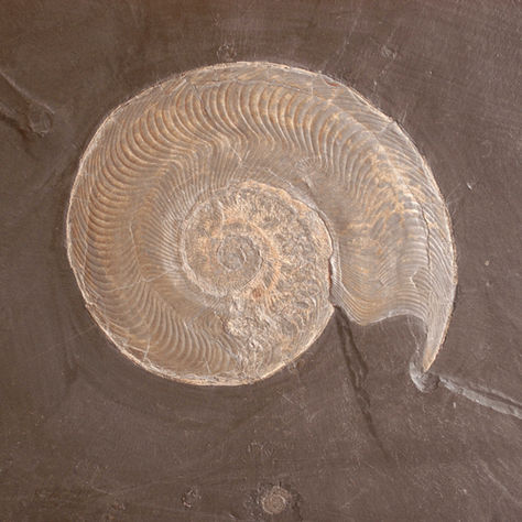 Discover Germany and Explore the Fossils & Geodiversity of Holzmaden in Baden-Württemberg