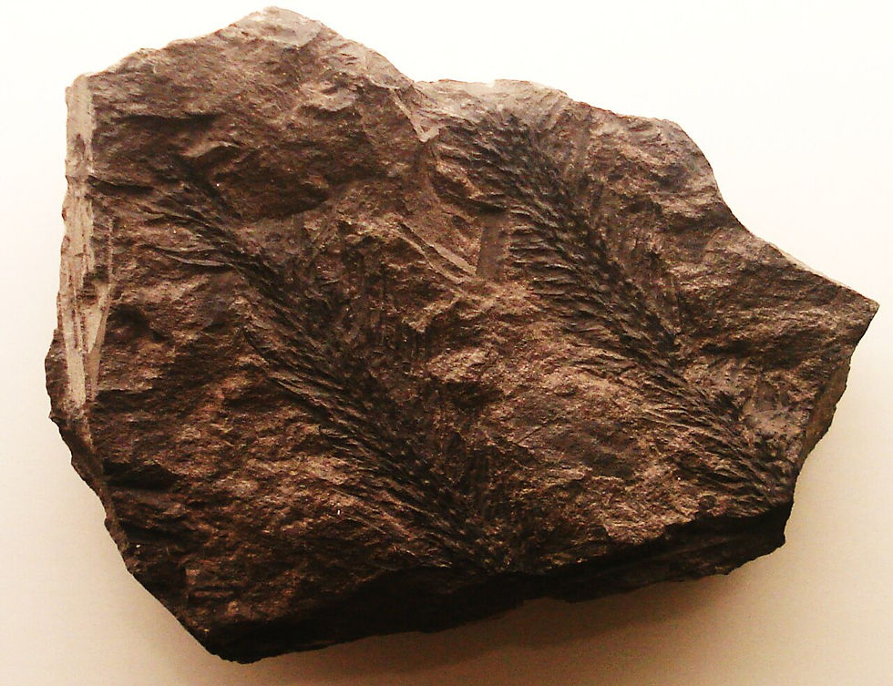 Example of a fossil impression of Walchia - Image by Ghedoghedo