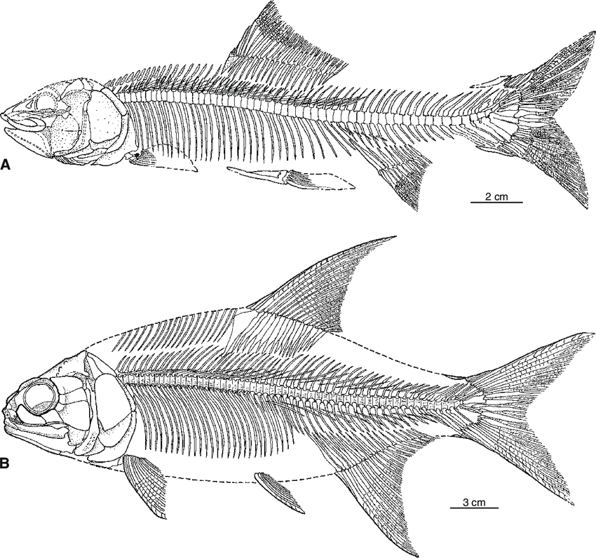 Example of a Cretaceous albuliform fish - Image by Arratia, Gloria