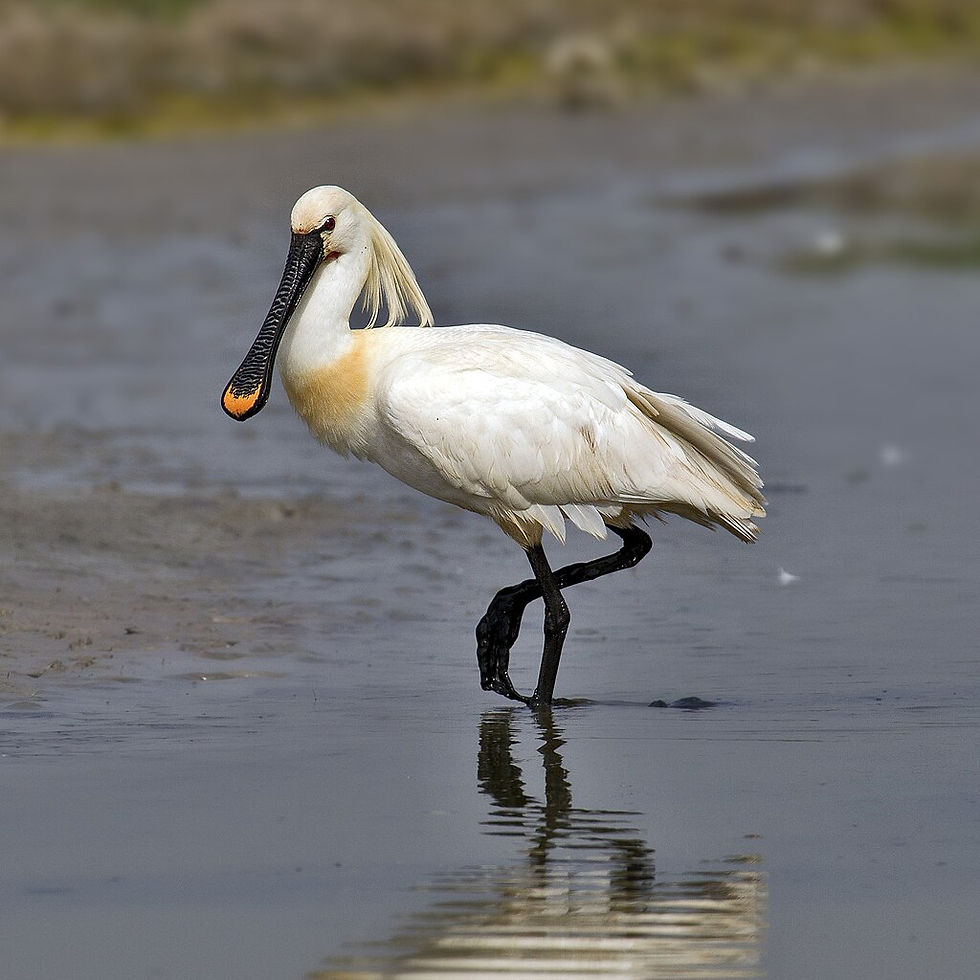 Example of a Eurasian Spoonbill (Platalea leucorodia) - Image by Andreas Trepte