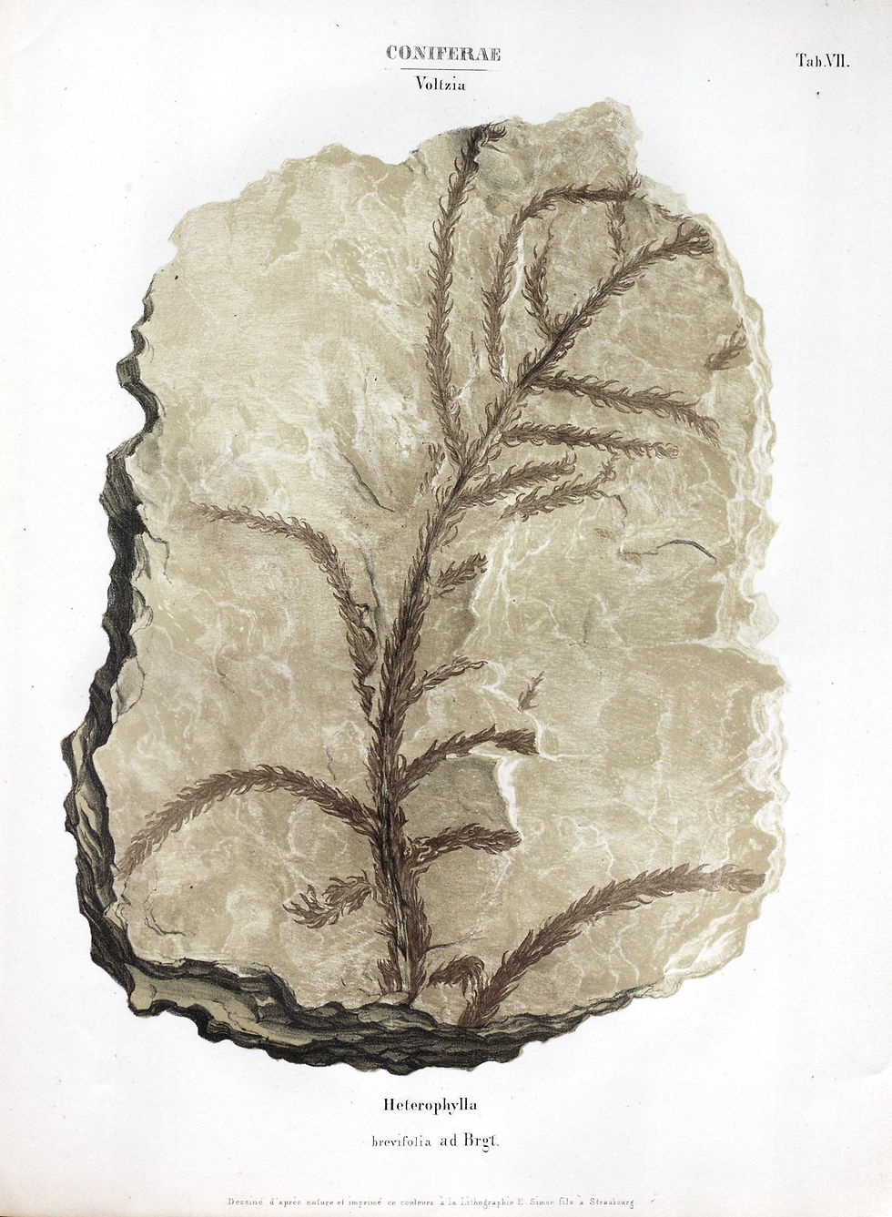 Example of Voltzia - Image by Monographie des plantes fossiles du grès bigarré de la chaine des Vosges