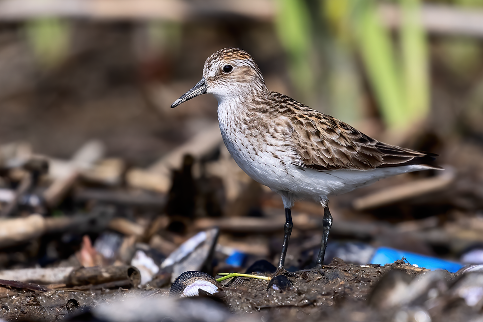 Example of a Semipalmated Sandpiper (Calidris pusilla) - Image by Chuck Homler