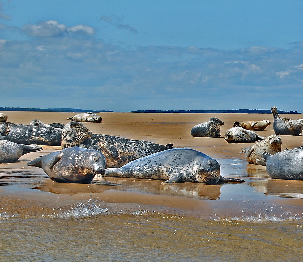 Grey Seals (Halichoerus grypus) Basking on a Sandbank - Image by Duncan Harris