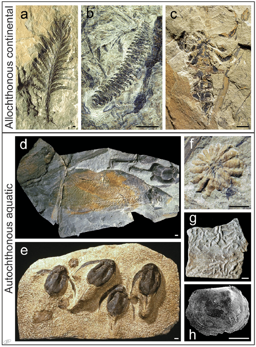 Fossis from Miguasha – Image by Richard Cloutier