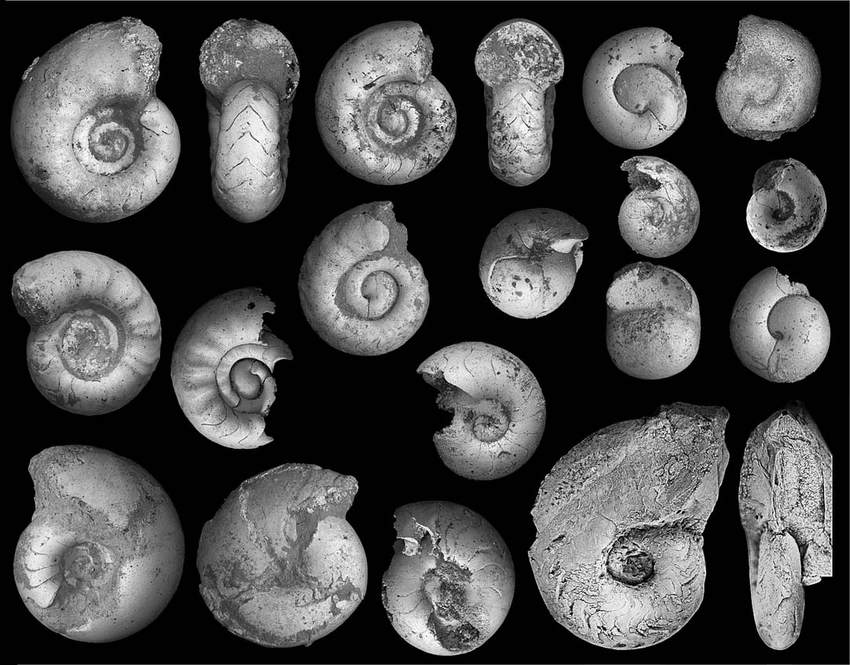 Examples only of Early Frasnian Goniatites - Image by Michal Rakocinski