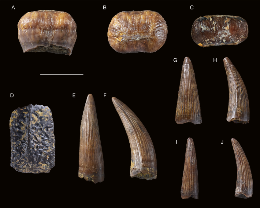 Crocodyliform remains from Angeac-Charente - Image by Allain, Ronan & Vullo, Romain & Rozada, Lee & Anquetin, Jérémy & Bourgeais, Renaud & Goedert, Jean & Lasseron, Maxime & Martin, Jeremy & Pérez García, Adán & Peyre de Fabrègues, Claire & Royo-Torres, Rafael & Augier, Dominique & Bailly, Gilles & Cazes, Lilian & Despres, Yohan & Gailliègue, Auréliane & Gomez, Bernard & Goussard, Florent & Lenglet, Thierry & Tournepiche, Jean-François.