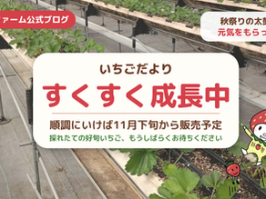 好旬ファームパークのいちごハウスと好旬キャラクター。いちごだより すくすく成長中、順調にいけば11月下旬から販売予定