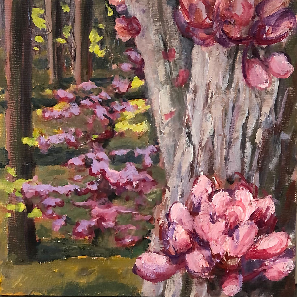Redbud