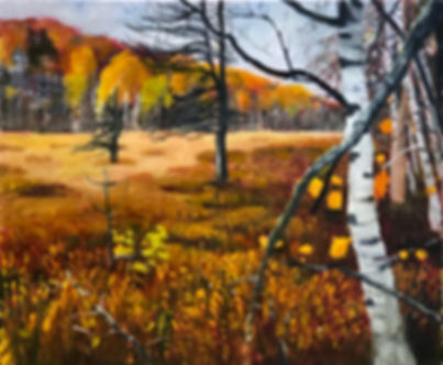 Birches in Bog