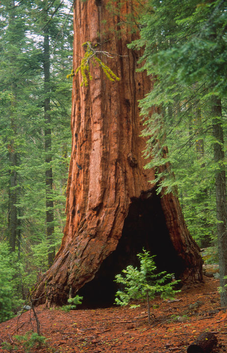 RedwoodsLtRvCA AdobeStock_124830876.jpeg
