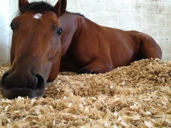 horse in shavings.jpg
