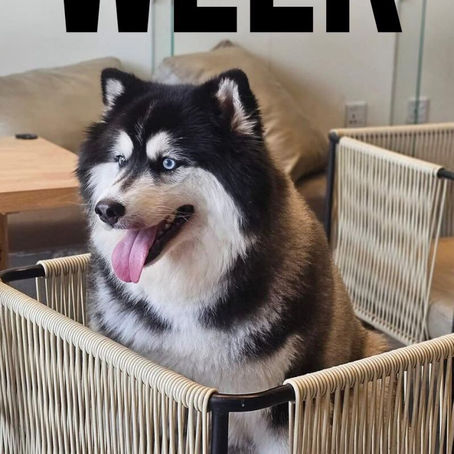 ✨ မကြိုက်တာခိုင်းရင် မျက်စောင်းလေးထိုးတဲ့ 𝐘𝐨 𝐘𝐨