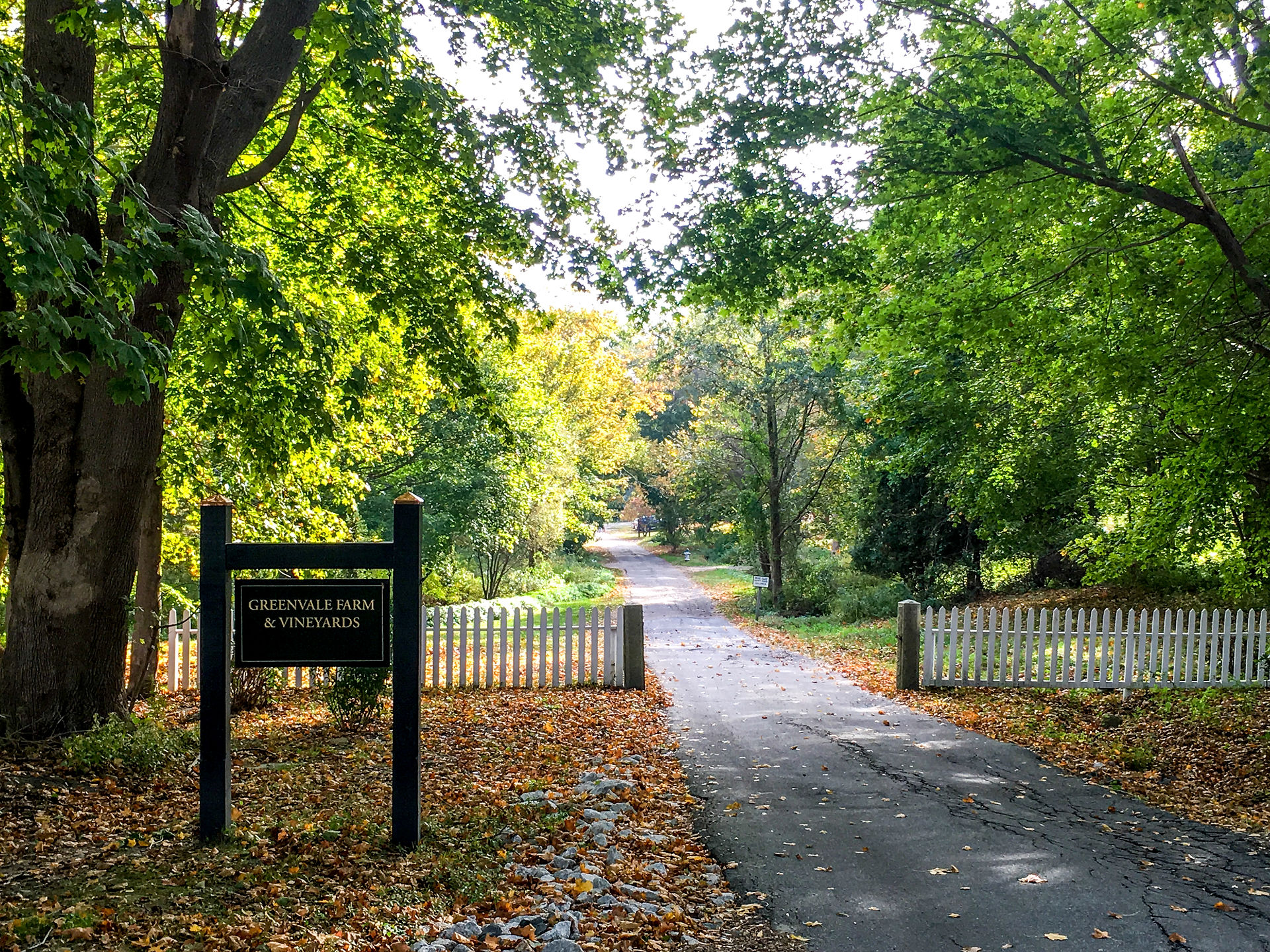 greenvale_vineyards_fall_credit_Discover_Newport_c3a71033-fe98-4f2a-ad0c-9e079a91cf6c