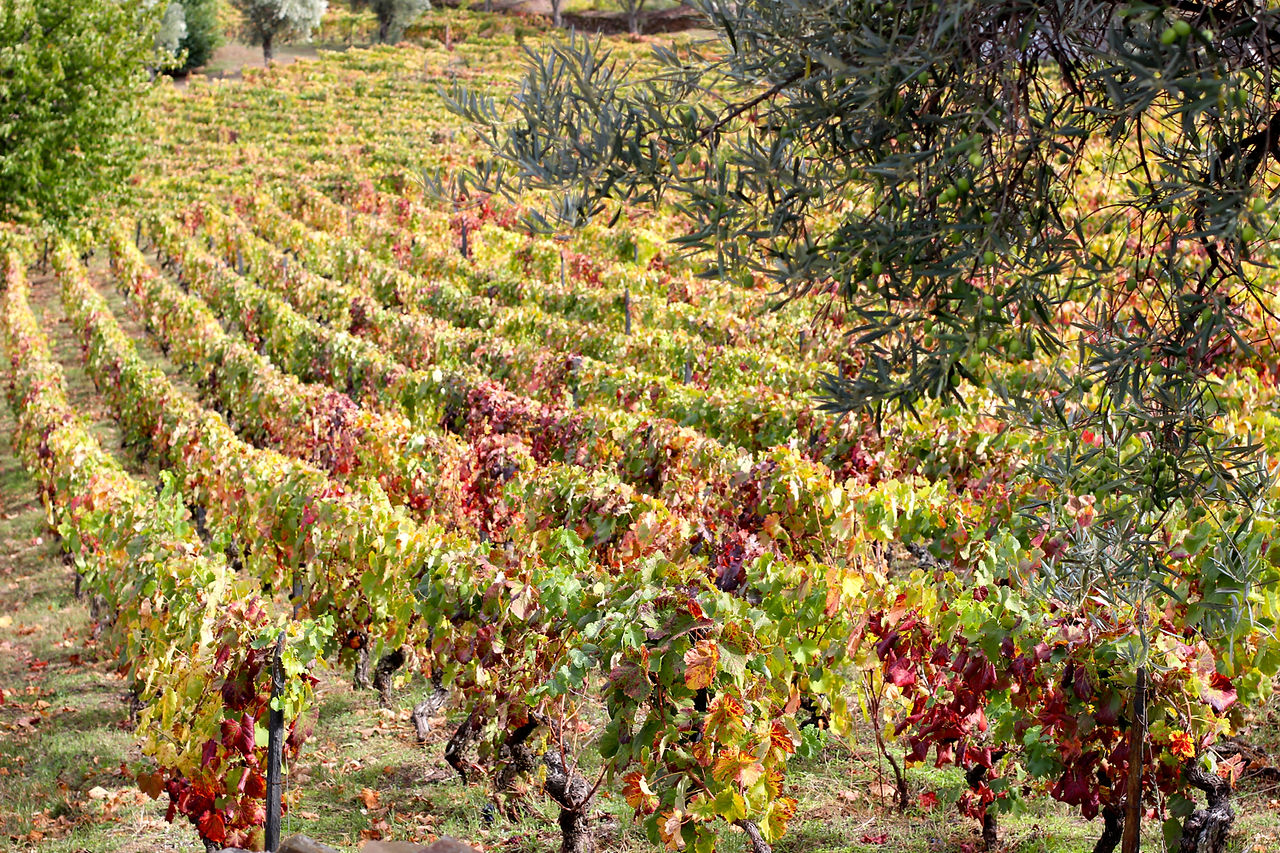 Quinta do Casaldronho Wine Hotel