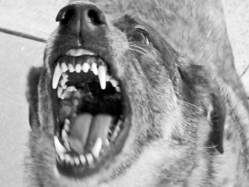 נשיכת כלב - פיצוי של למעלה מ- 600,000 ש"ח