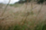 DSC07313.JPG