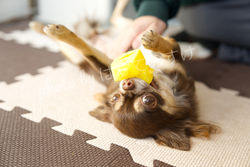 chihuahua chill