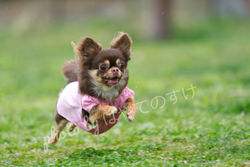 chihuahua dash