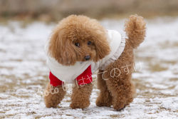 toy poodle snow