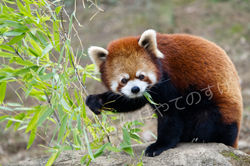 red panda lunch