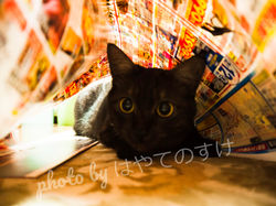 black cat tunnel