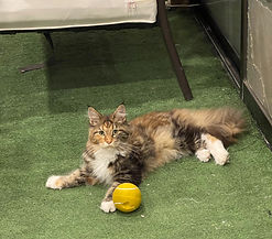 Mainecoon