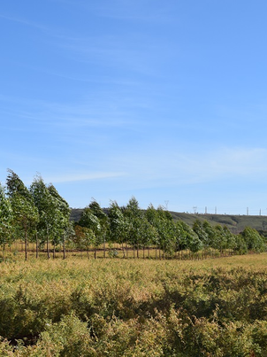 Grão-de-bico pode ser utilizado na Integração Lavoura-Pecuária-Floresta (ILPF)
