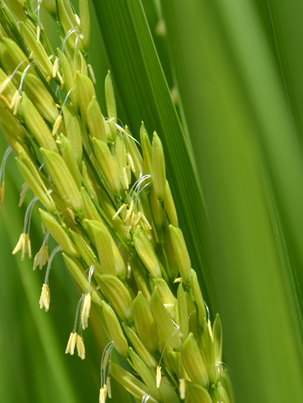 Pesquisa define melhor período para plantio do arroz irrigado no TO