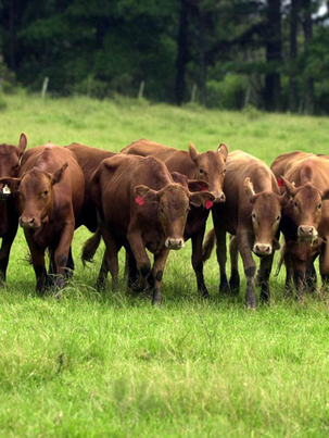 Carne produzida no bioma Pampa conquista selo de identificação