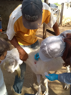 Programa leva orientações sobre sanidade e nutrição de caprinos e ovinos a produtores do Nordeste