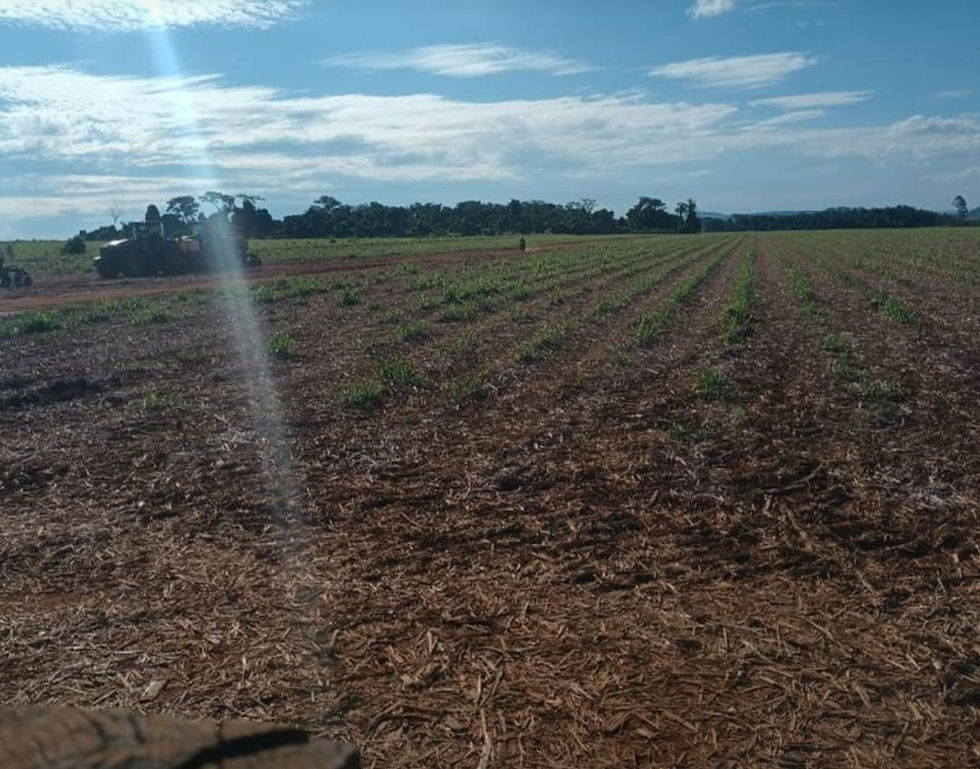 Fazenda 16