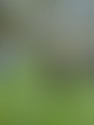 Embrapa mostra tecnologias de produção sustentáveis para diplomatas de dez países em visita a Mato 