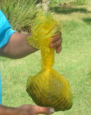 Biomonitoramento é ferramenta potencial para análise da água na produção de tilápia