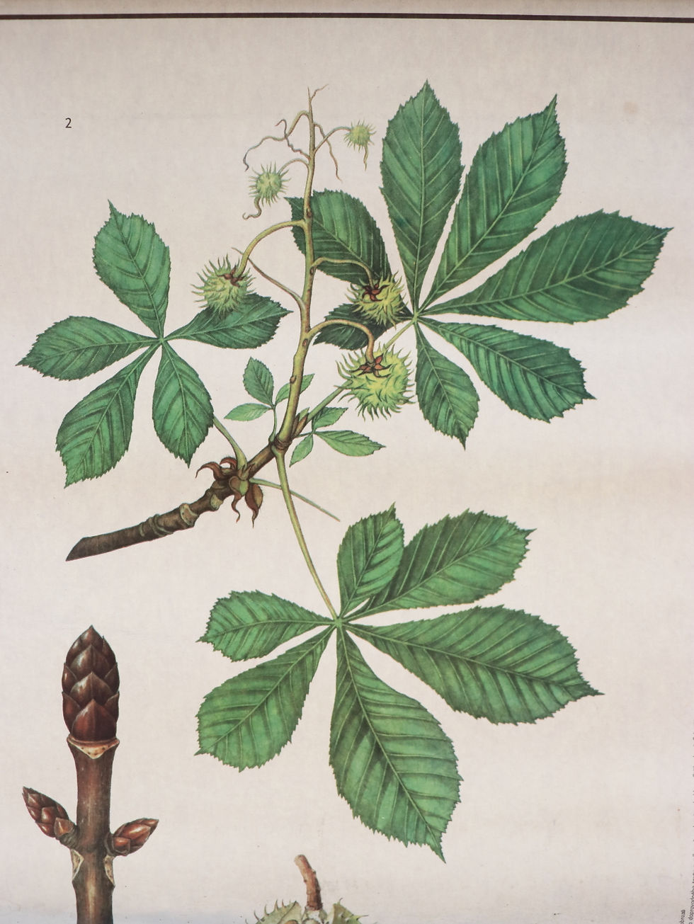 Thumbnail: Beautiful Vintage Czech Botanical Wall Chart