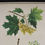 Thumbnail: Beautiful Vintage Czech Botanical Wall Chart