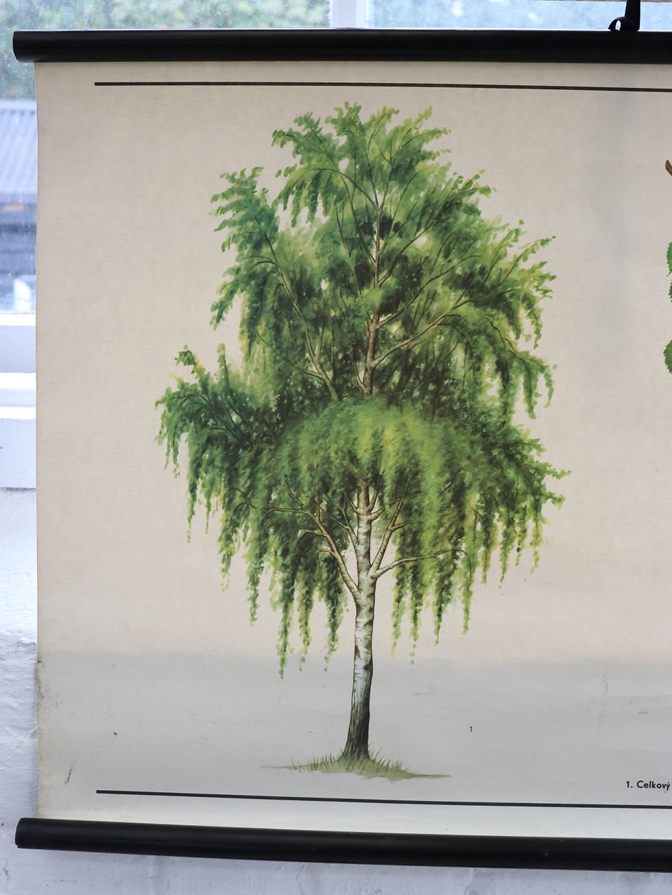 Thumbnail: Beautiful Vintage Czech Botanical Wall Chart