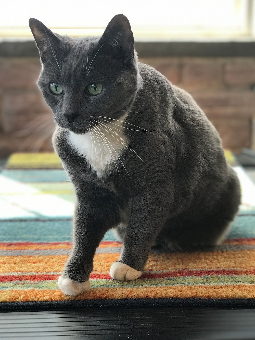 Gray and white cat on orange rug