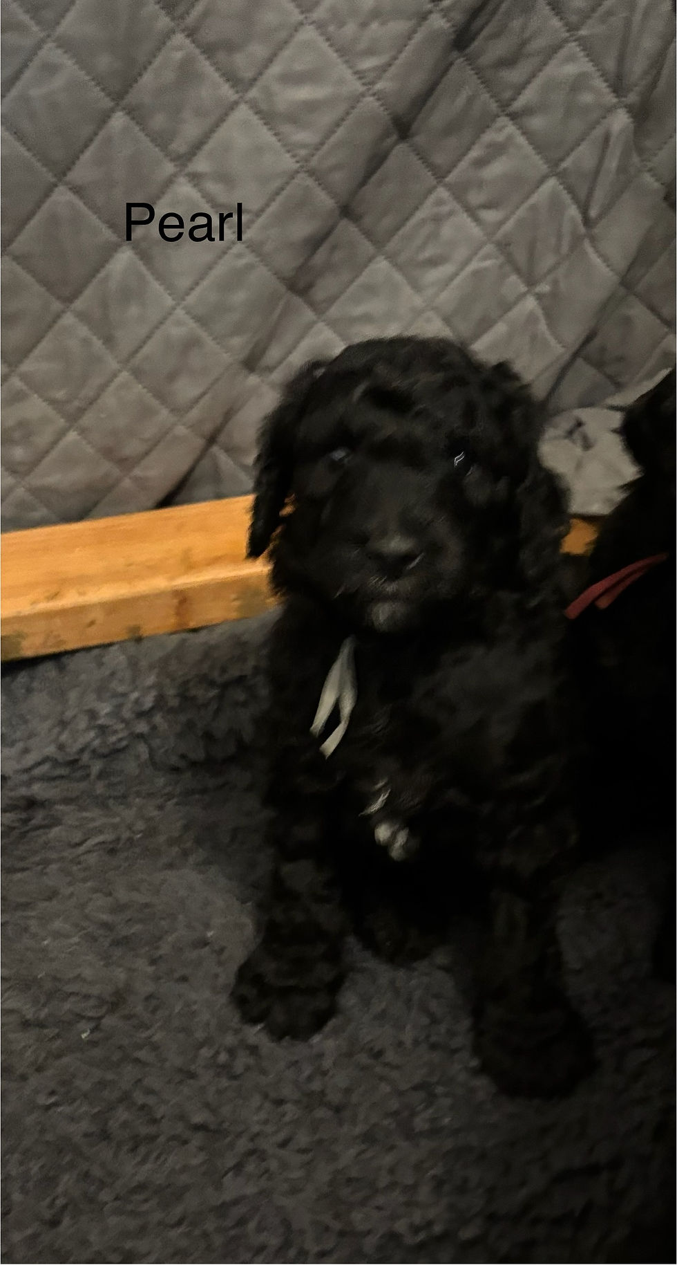 Thumbnail: Pearl (male)  Blue/ Silver 