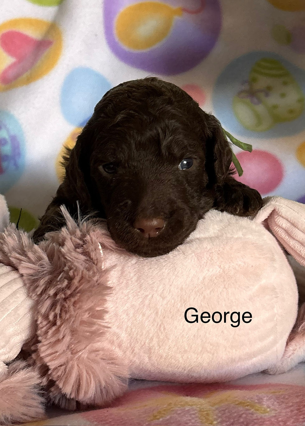 Thumbnail: *** Reserved *** George Straight
