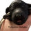 Thumbnail: *+* Reserved *** Turquoise  (female) 
